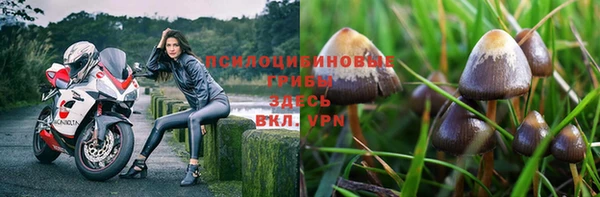 прущие грибы Армянск